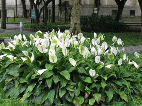 白鶴芋花語